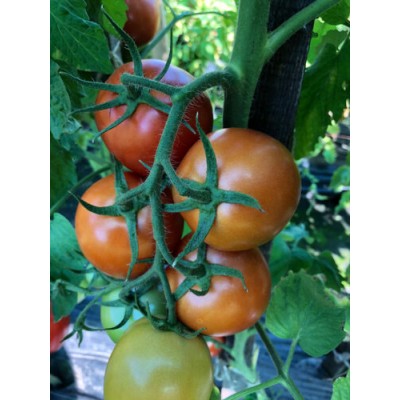Семена индетерминантного томата Энигма F1,(1000сем.) Lark Seeds